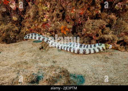 Il murene fiocco di neve, Echidna nebulosa, raggiunge 30 pollici di lunghezza e si vede libero nuoto durante il giorno più di altre murene. Hawaii. Foto Stock