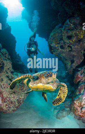 Un subacqueo (MR) e tartaruga marina verde, Chelonia mydas, in una crevice a Yap CavernÕs al largo dell'estremità sud dell'isola di Yap, Micronesia. Foto Stock