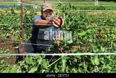 Waverley, Stati Uniti. 24th giugno 2022. Un agricoltore sceglie i piselli a bottoncino di zucchero per il mercato agricolo. A causa dell'inflazione molte famiglie sono alla ricerca di modi per salvare, l'agricoltura sostenuta dalla Comunità sta diventando popolare a causa dei prodotti freschi e il sostegno alle comunità. Fullers trascurano Farm Practices Restorative Farming e assunzioni all'interno della comunità, gli agricoltori raccolgono una varietà di verdure ogni settimana e poi li portano al mercato o scendere in luoghi dove coloro che partecipano possono ricevere la drogheria. Credit: SOPA Images Limited/Alamy Live News Foto Stock