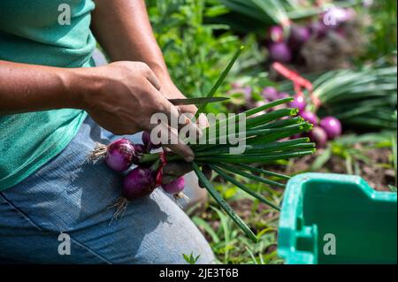 Waverley, Stati Uniti. 24th giugno 2022. Un coltivatore aggancia le estremità superiori da cipolle fresche selezionate. A causa dell'inflazione molte famiglie sono alla ricerca di modi per salvare, l'agricoltura sostenuta dalla Comunità sta diventando popolare a causa dei prodotti freschi e il sostegno alle comunità. Fullers trascurano Farm Practices Restorative Farming e assunzioni all'interno della comunità, gli agricoltori raccolgono una varietà di verdure ogni settimana e poi li portano al mercato o scendere in luoghi dove coloro che partecipano possono ricevere la drogheria. Credit: SOPA Images Limited/Alamy Live News Foto Stock