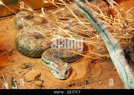 Morte sommatore serpente - Australia Foto Stock