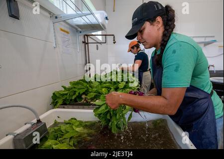 Waverley, Stati Uniti. 24th giugno 2022. Una donna lava i raggi appena raccolti. A causa dell'inflazione molte famiglie sono alla ricerca di modi per salvare, l'agricoltura sostenuta dalla Comunità sta diventando popolare a causa dei prodotti freschi e il sostegno alle comunità. Fullers trascurano Farm Practices Restorative Farming e assunzioni all'interno della comunità, gli agricoltori raccolgono una varietà di verdure ogni settimana e poi li portano al mercato o scendere in luoghi dove coloro che partecipano possono ricevere la drogheria. (Foto di Aimee Dilger/SOPA Images/Sipa USA) Credit: Sipa USA/Alamy Live News Foto Stock