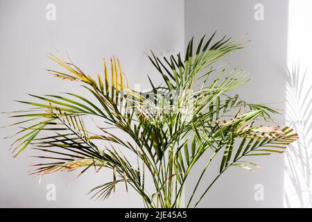 palma di canna d'oro in vaso al coperto dalla finestra con il sole che sbucciano creando un'illuminazione contrastante su di essa Foto Stock