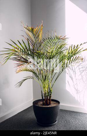 palma di canna d'oro in vaso al coperto dalla finestra con il sole che sbucciano creando un'illuminazione contrastante su di essa Foto Stock