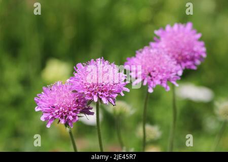 Flora alpina: Nebbia rosa (Scabiosa columbaria) Foto Stock
