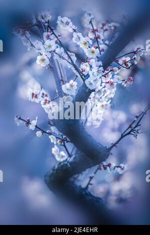 Mei xiang il fiore di prugne è bello ma lasciato bianco e bellezza impeccabile del cielo e terra incenso di prugne che conosce 'incenso di prugne di fiore da Fairbanks a ' Foto Stock