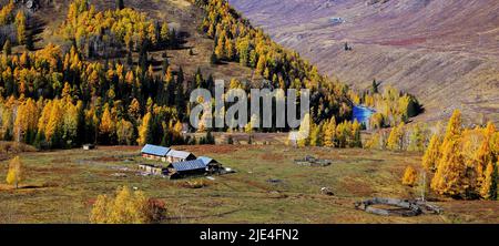 Xinjiang burqin contea altay regione il legno grano la progenie della Cina occidentale Foto Stock