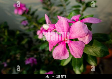 Madagascar Periwinkle, Catharanthus roseus, comunemente noto come occhi luminosi, è una specie di pianta fiorente della famiglia Apocynaceae. Giardino Indiano Foto Stock