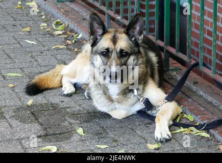 Un cane pastore tedesco aspetta il suo proprietario. Il proprietario è in vista, quindi il cane è rilassato Foto Stock