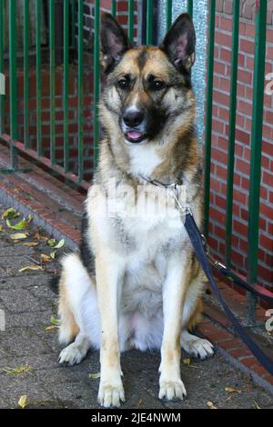 Un cane pastore tedesco aspetta il suo proprietario. Il proprietario chiede attenzione per piacere al fotografo. Foto Stock