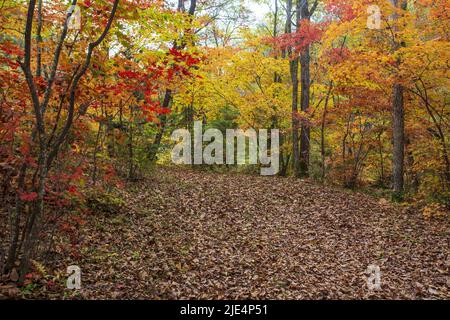 Jilin baishan jingyu contea Fusong in autunno Foto Stock