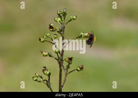 Bombus pascuorum (Bombus pascuorum), famiglia Apidae. Su un fiore di Figwort comune (Scrophularia nodosa), famiglia di Figwort (Scrophulariaceae). Foto Stock