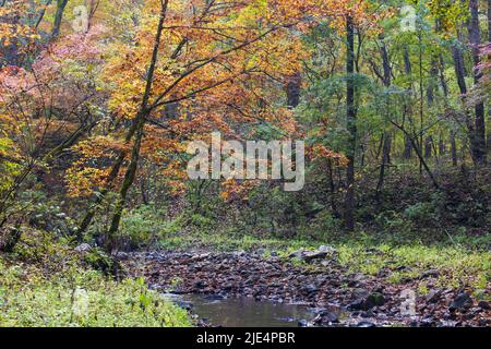 Jilin baishan jingyu contea Fusong in autunno Foto Stock