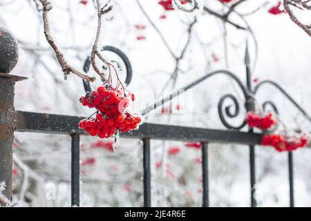 Primo piano di bacche selvatiche gelate con recinzione di barra nera rivestita di neve con alcuni ramoscelli di albero sullo sfondo durante il giorno. Raccolta di bacche sane in Foto Stock