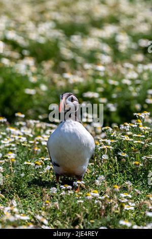 Un'arctica fratercola, comunemente conosciuta come un Puffin Atlantico, circondata da margherite sull'isola di Skomer in Galles Foto Stock