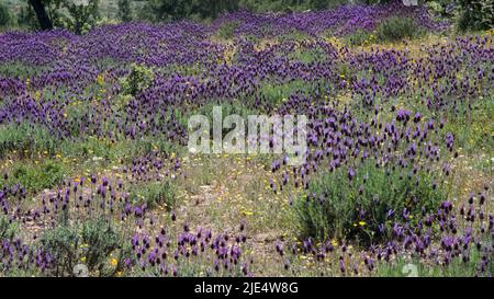 Campo bellissimo con lavanda selvaggia in primavera. Fermoselle, Zamora, Spagna Foto Stock