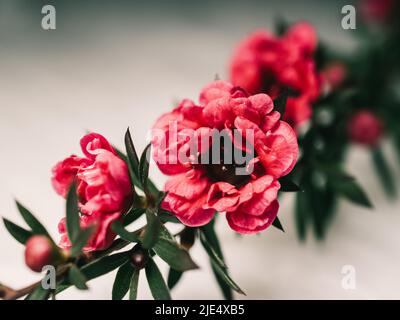 Il fiore rosso simboleggia l'amore, la passione, la bellezza o il potere Foto Stock