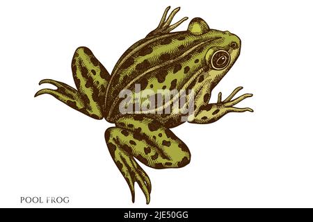 Misteriosa foresta disegnata a mano collezione di illustrazioni vettoriali. Rana colorata della piscina. Illustrazione Vettoriale