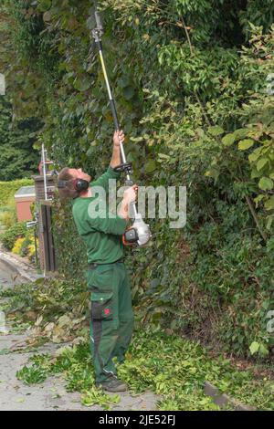 Il taglio di una siepe con un tagliasiepi motore. Foto Stock