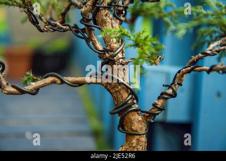 Albero di Bonsai che è addestrato con i fili Foto Stock