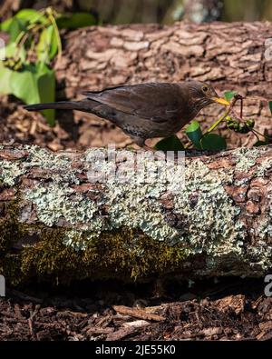 Bella primavera immagine di Blackbird Parus maggiore uccello in foresta paesaggio impostazione Foto Stock