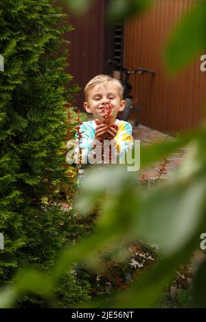 Un ragazzo di sei anni sbirca da dietro un cespuglio. Ragazzino che si nasconde dietro un cipresso. Foto Stock