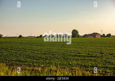 Coltivazione di soia in Italia paesaggio al tramonto Foto Stock