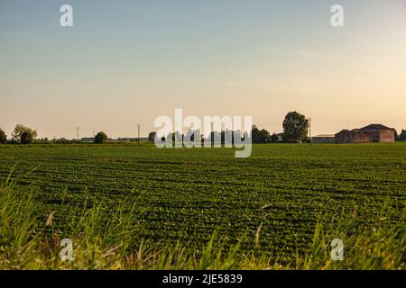 Coltivazione di soia in Italia paesaggio al tramonto Foto Stock