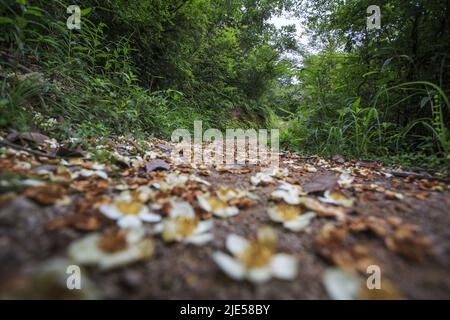 Zhejiang ningbo yinzhou antica strada alla luce del sole Foto Stock