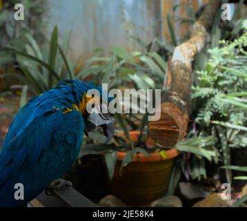 Un pappagallo blu in un parco di conservazione a Langkawi Foto Stock