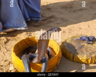 Cobra Snake che mostra la cappa, primo piano immagine, messo in un cestino Foto Stock