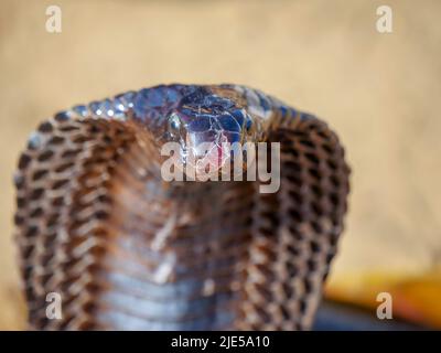 Cobra Snake che mostra la cappa, primo piano immagine, messo in un cestino Foto Stock