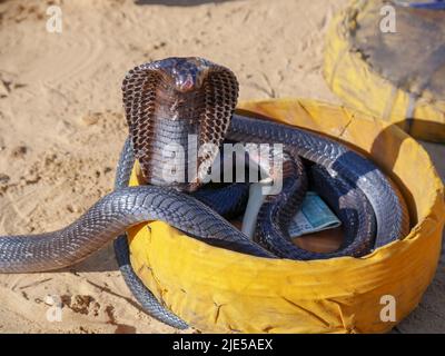 Cobra Snake che mostra la cappa, primo piano immagine, messo in un cestino Foto Stock