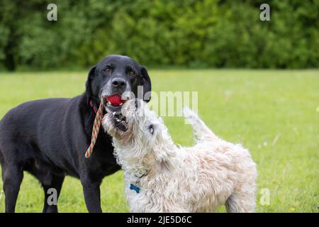 labradoodle bianco guardando il Labrador nero con un giocattolo rosso in bocca. I cani si divertono al parco per cani Foto Stock