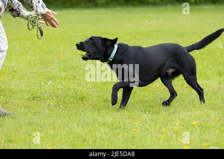Giovane Labrador nero che indossa il collare che corre sull'erba con la palla da tennis in bocca verso la donna che attacca le mani fuori Foto Stock