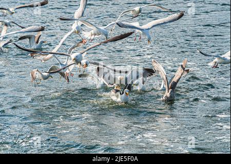 Gabbiani che combattono sul cibo in mare Foto Stock