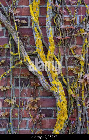 Parete di mattoni rossi ricoperta di viti secche con tessuto di fondo giallo polline Foto Stock