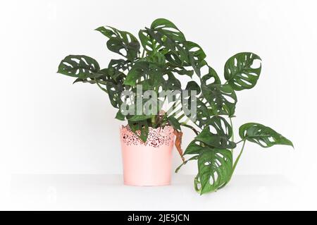 Un'immagine in studio di una casa Monstera Monkey Mask (Monstera Adansonii) posta in un vaso di pesca pallido su sfondo bianco Foto Stock
