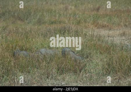 Nolan warthogs Phacochoerus africanus africanus alla ricerca di cibo in erba. Parco Nazionale di Oiseaux du Djoudj. Saint-Louis. Senegal. Foto Stock