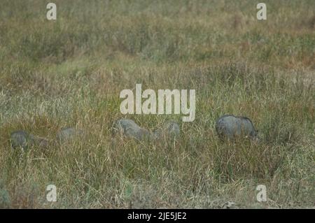 Nolan warthogs Phacochoerus africanus africanus alla ricerca di cibo in erba. Parco Nazionale di Oiseaux du Djoudj. Saint-Louis. Senegal. Foto Stock