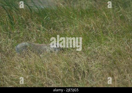 Nolan warthog Phacochoerus africanus africanus nell'erba. Parco Nazionale di Oiseaux du Djoudj. Saint-Louis. Senegal. Foto Stock