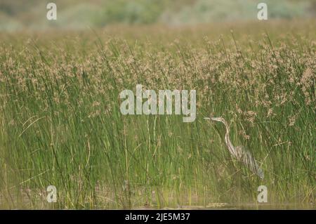 Airone viola Ardea purpurea in una laguna. Parco Nazionale di Oiseaux du Djoudj. Saint-Louis. Senegal. Foto Stock