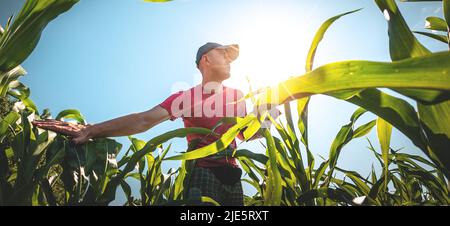 Un giovane agronomo esamina le pannocchie di mais su terreni agricoli. Coltivatore in un campo di mais in una giornata di sole Foto Stock