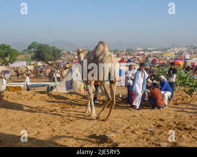 Pushkar, Rajasthan / India - 5 novembre 2019 : l'allevamento di cammelli si è riunito per il commercio al più grande festival indiano del deserto di cammello "fiera del cammello di Pushkar". Foto Stock