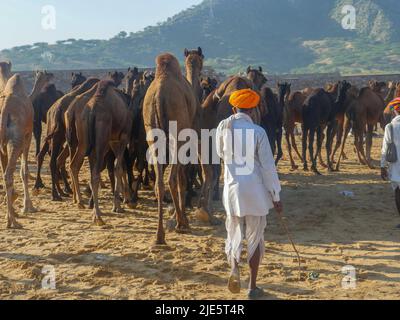 Pushkar, Rajasthan / India - 5 novembre 2019 : l'allevamento di cammelli si è riunito per il commercio al più grande festival indiano del deserto di cammello "fiera del cammello di Pushkar". Foto Stock