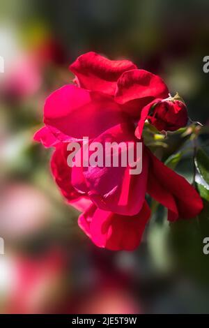 Primo piano di fiori di Rosa 'Raymond Chenault' in un giardino di rose in estate Foto Stock