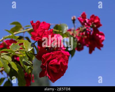 Primo piano di fiori di Rosa 'Raymond Chenault' contro un cielo blu Foto Stock