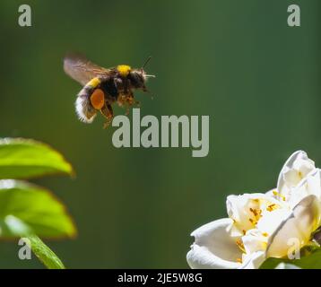 Macro di un bumblebee che vola verso una rosa bianca fiore Foto Stock