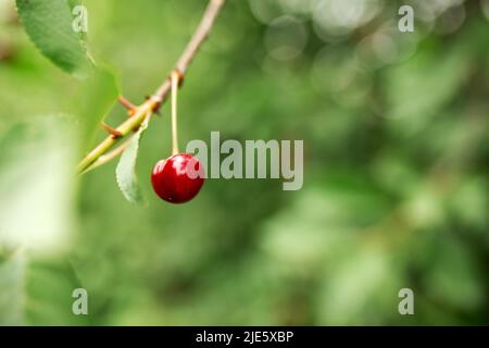 Ciliegina su un ramo. Giardinaggio, orto, agricoltura, rurale, frutti di bosco Foto Stock