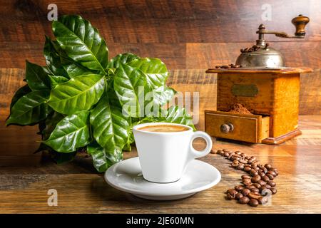 Una tazza di caffè davanti ad una pianta di caffè e un vecchio macinacaffè su un tavolo di legno Foto Stock